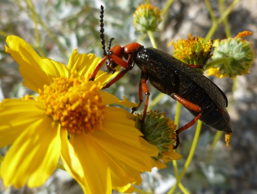 Nearly 2 inch long beetle decimates brittle bush flower