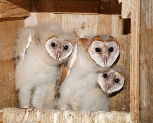 Orphan barn owls at Liberty